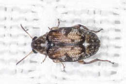 Image of Algarobius prosopis (J. L. Le Conte 1858)