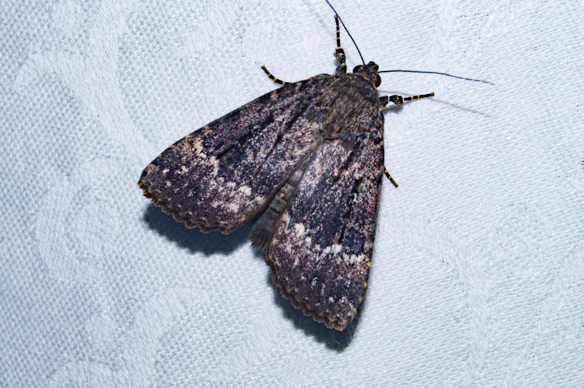 Image of copper underwing