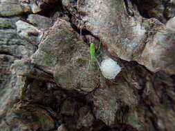 Image of Tetragnatha yesoensis Saito 1934