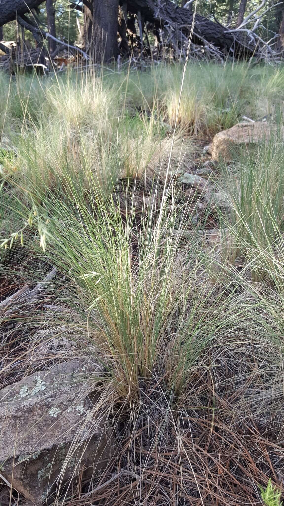 Festuca arizonica Vasey resmi