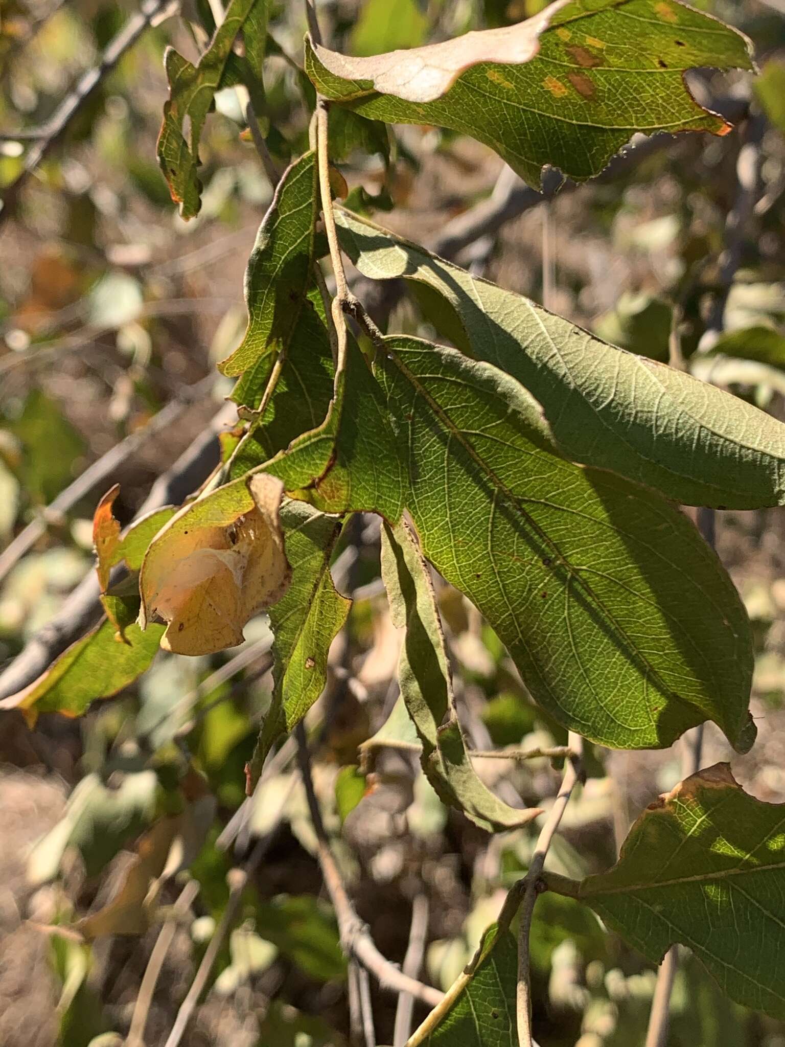 Image of Red bushwillow