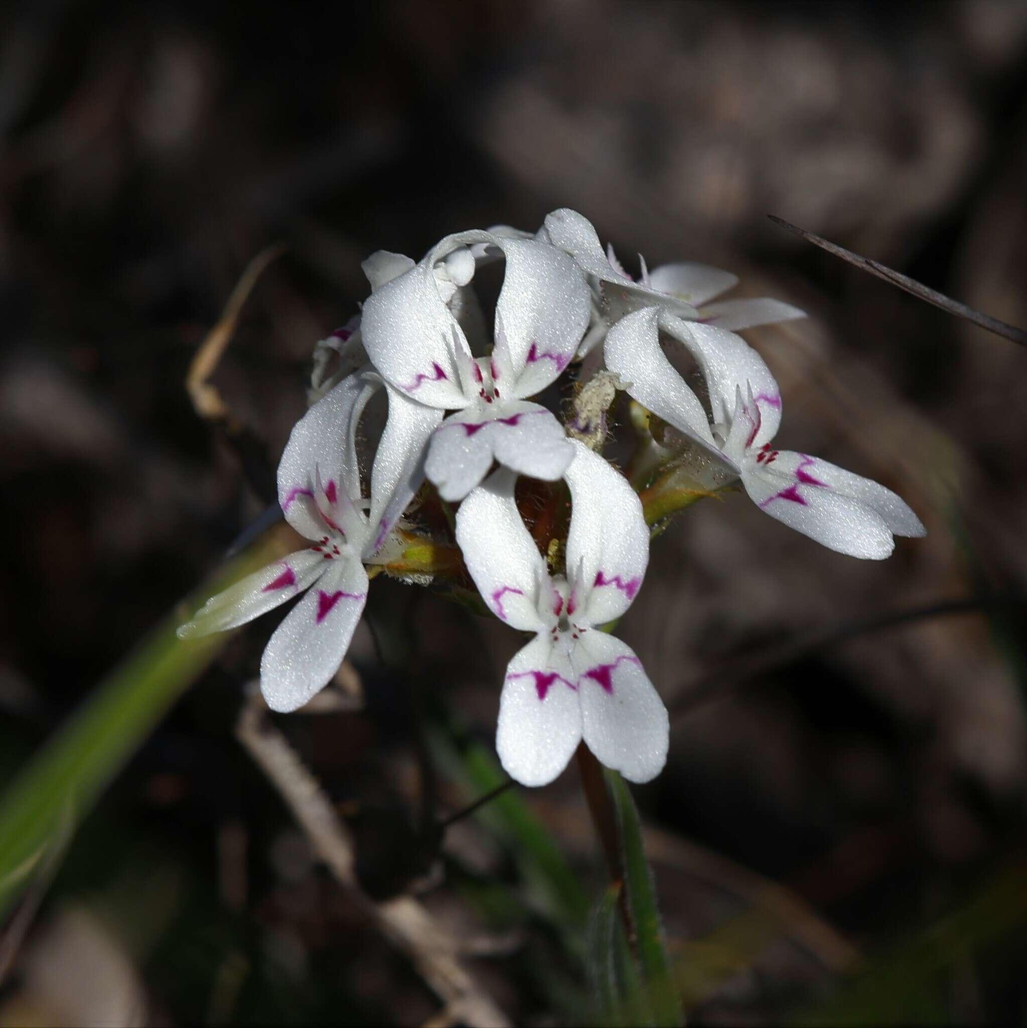 Image of Stylidium crossocephalum F. Müll.