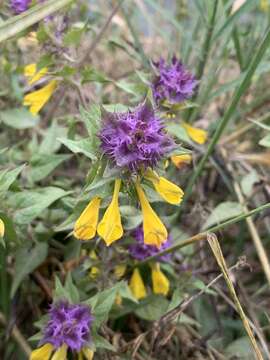 Слика од Melampyrum nemorosum subsp. catalaunicum (Freyn) Beauv.