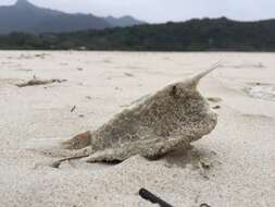 Image of Longhorn cowfish