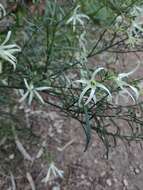 Image of Anthocercis angustifolia F. Müll.