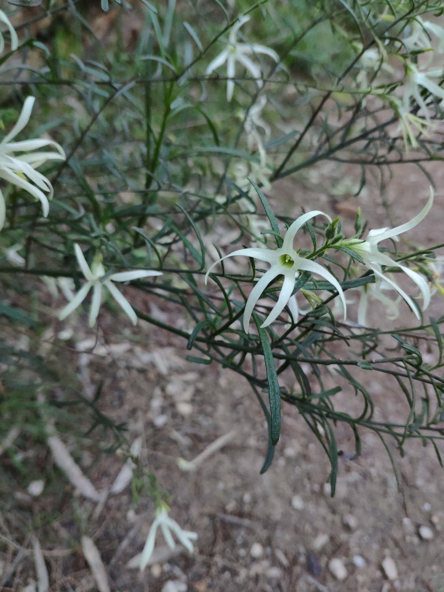 Image of Anthocercis angustifolia F. Müll.