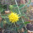 Imagem de Galatella linosyris subsp. armoricana (Rouy) Greuter