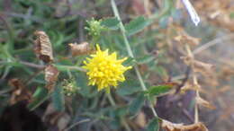 صورة Galatella linosyris subsp. armoricana (Rouy) Greuter