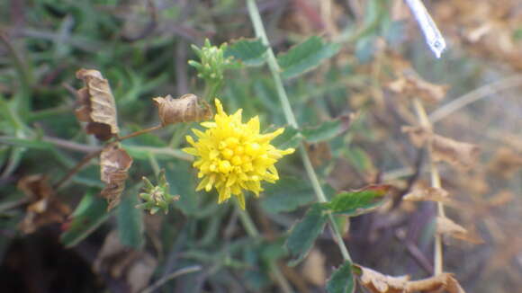 Galatella linosyris subsp. armoricana (Rouy) Greuter resmi