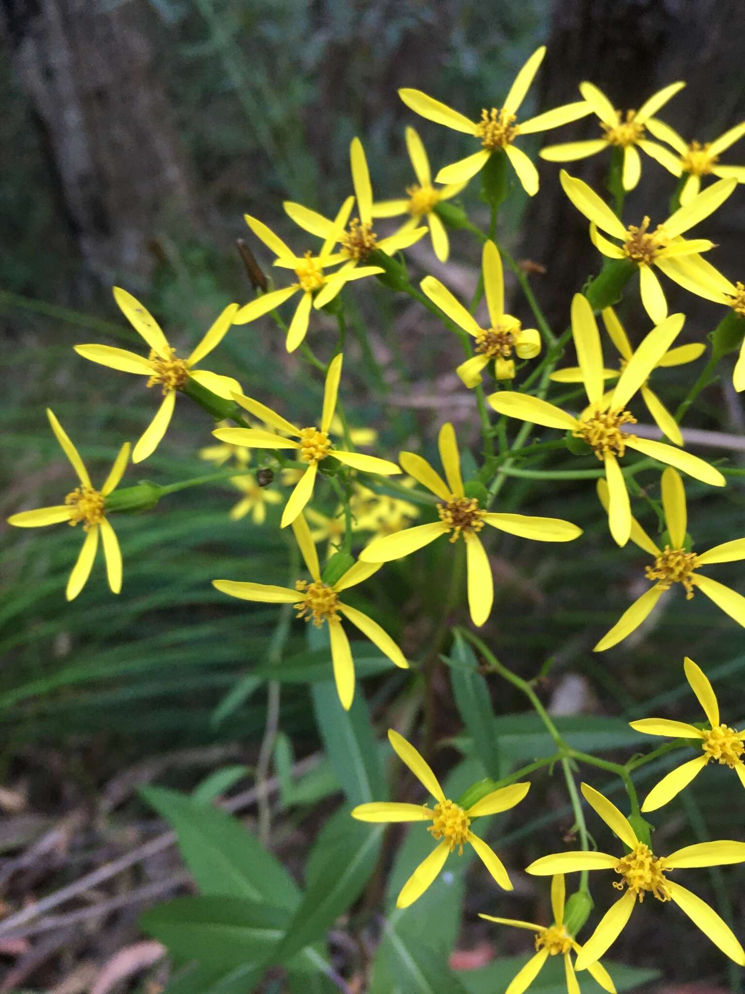 Image of Lordhowea amygdalifolia