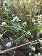 Eryngium aromaticum Baldw. resmi