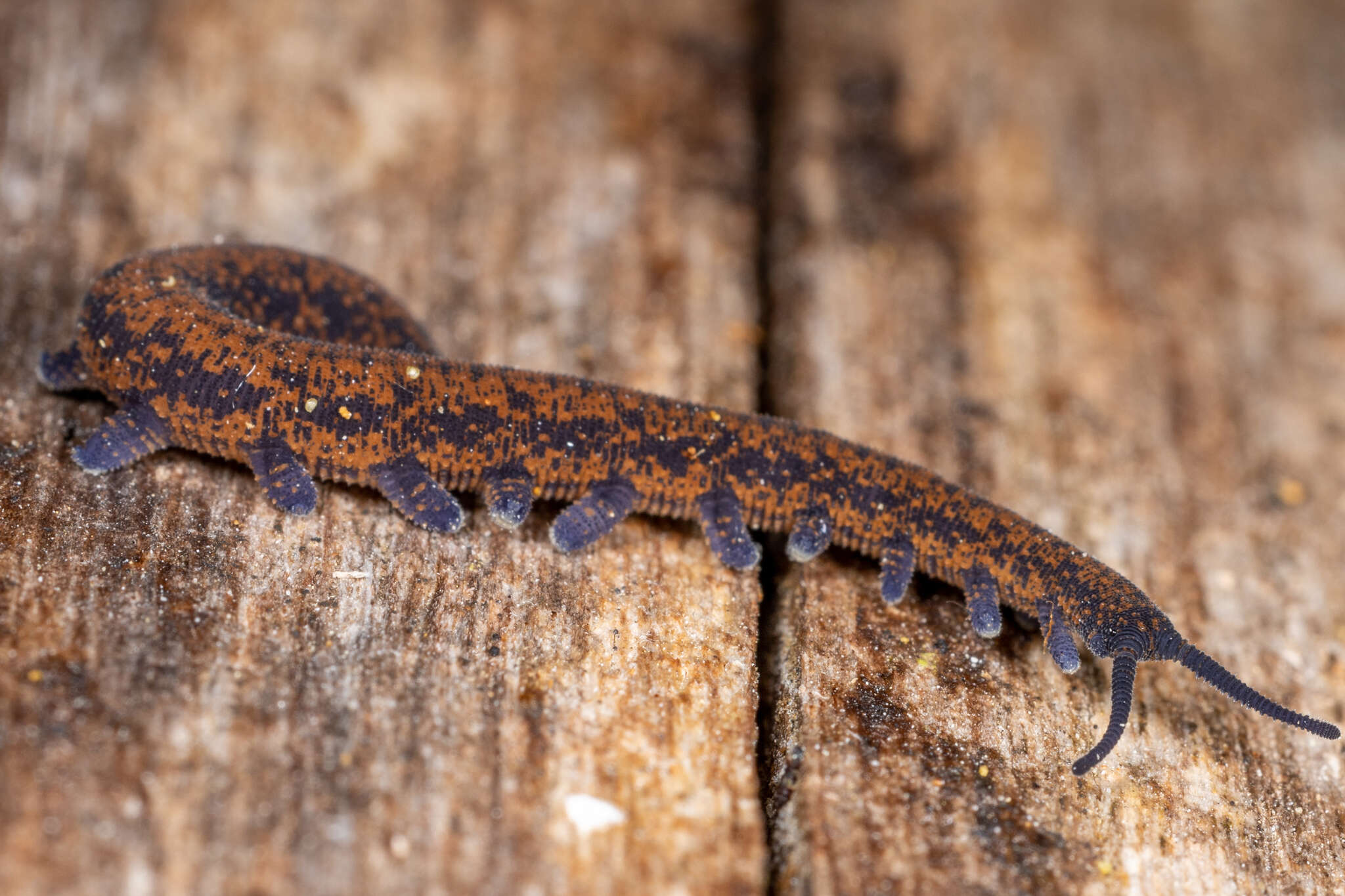 Image of Diemenipatus mesibovi Oliveira, Ruhberg, Rowell & Mayer 2018