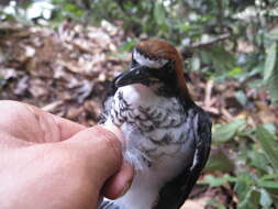 Image of Chestnut-naped Forktail