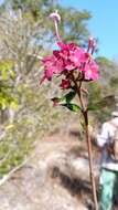 صورة Paracarphalea pervilleana (Baill.) Razafim., Ferm, B. Bremer & Kårehed