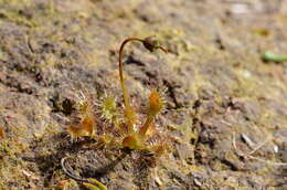 Image of New Zealand sundew