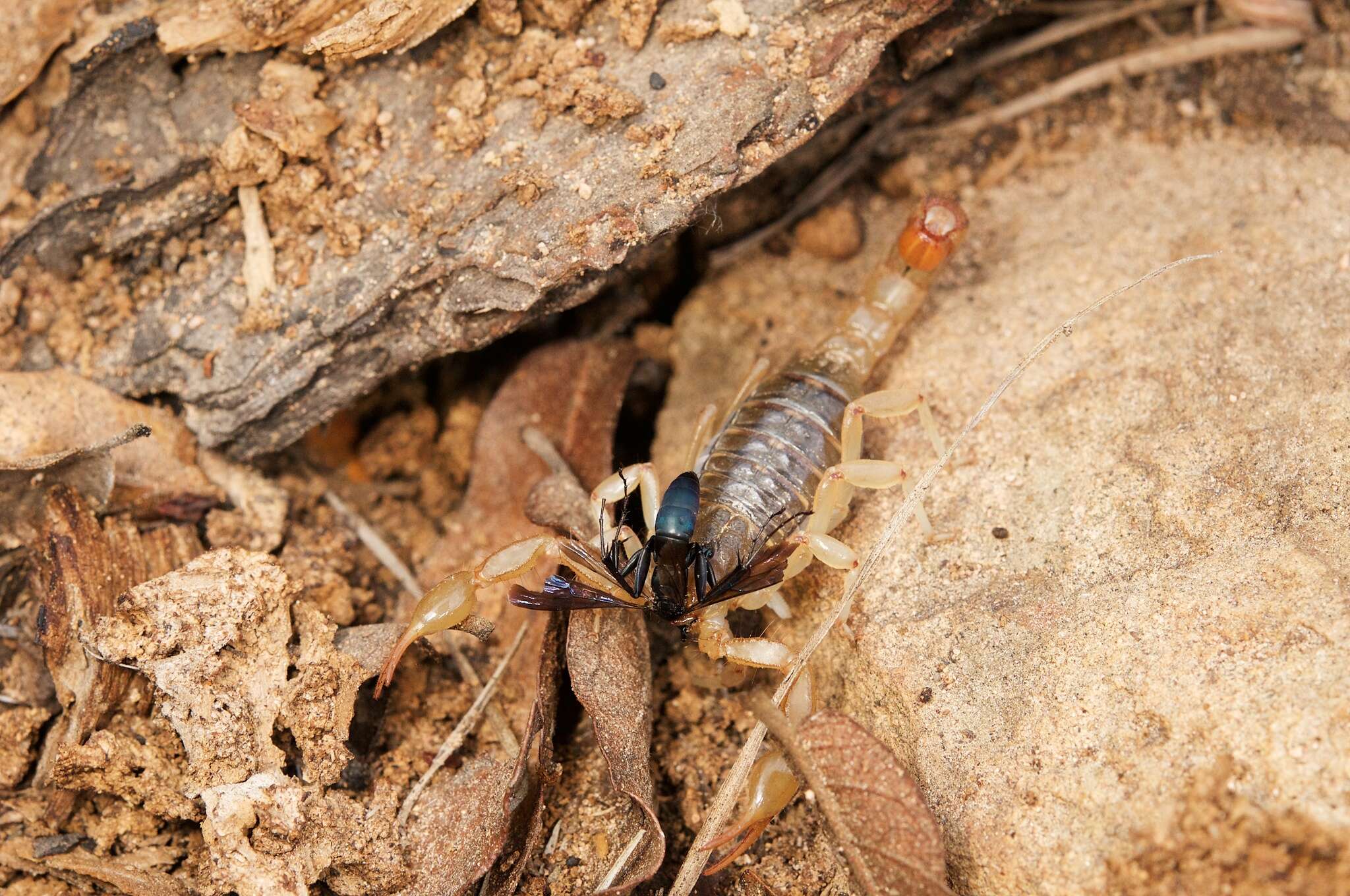 Image of Paravaejovis spinigerus (Wood 1863)