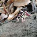 Слика од Coprinopsis clastophylla (Maniotis) Redhead, Vilgalys & Moncalvo 2001