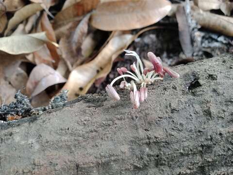 Coprinopsis clastophylla (Maniotis) Redhead, Vilgalys & Moncalvo 2001的圖片