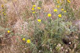 Image of Scolymus grandiflorus Desf.