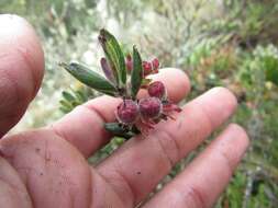 Imagem de Gaylussacia buxifolia Kunth