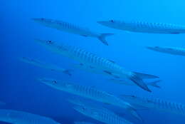 Image of Blackfin barracuda