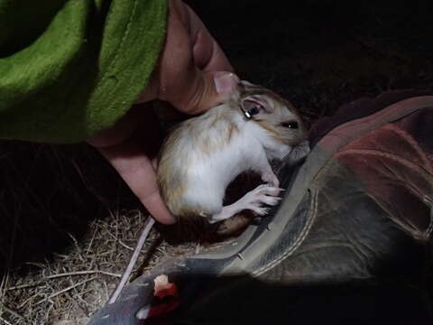 Image of Heermann's kangaroo rat