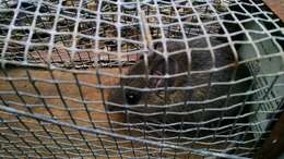 Image of Mexican volcano mouse