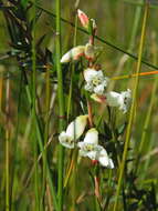 Imagem de Epacris obtusifolia Sm.