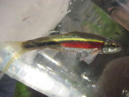 Image of Redside Dace