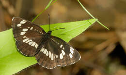 Image de Neptis rivularis Scopoli 1763