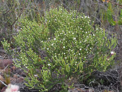 Image of Phylica stenantha Pillans