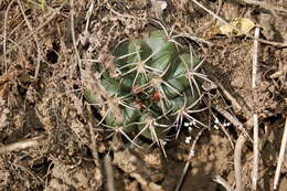 Image of Gymnocalycium mostii (Gürke) Britton & Rose