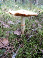 Image of Cortinarius caperatus (Pers.) Fr. 1838