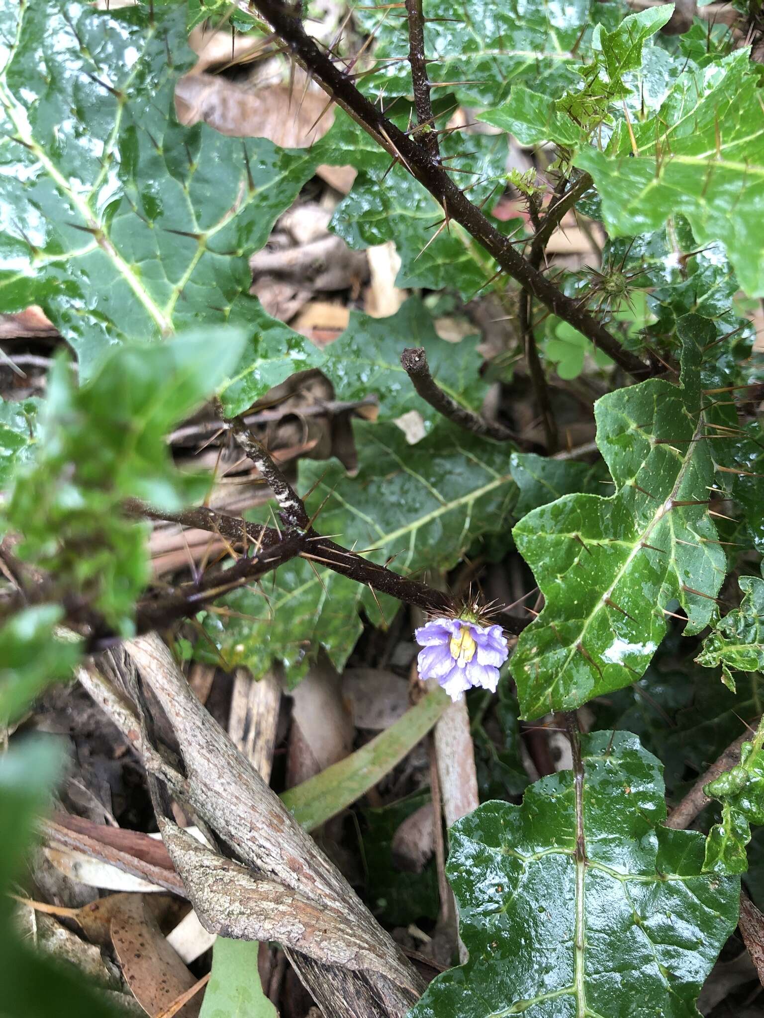 Image of Solanum prinophyllum Dun.