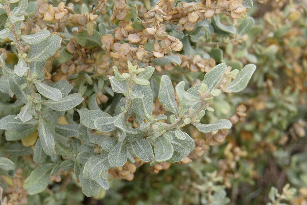 Image of wavy-leaved saltbush