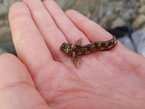 Image de Coryphoblennius