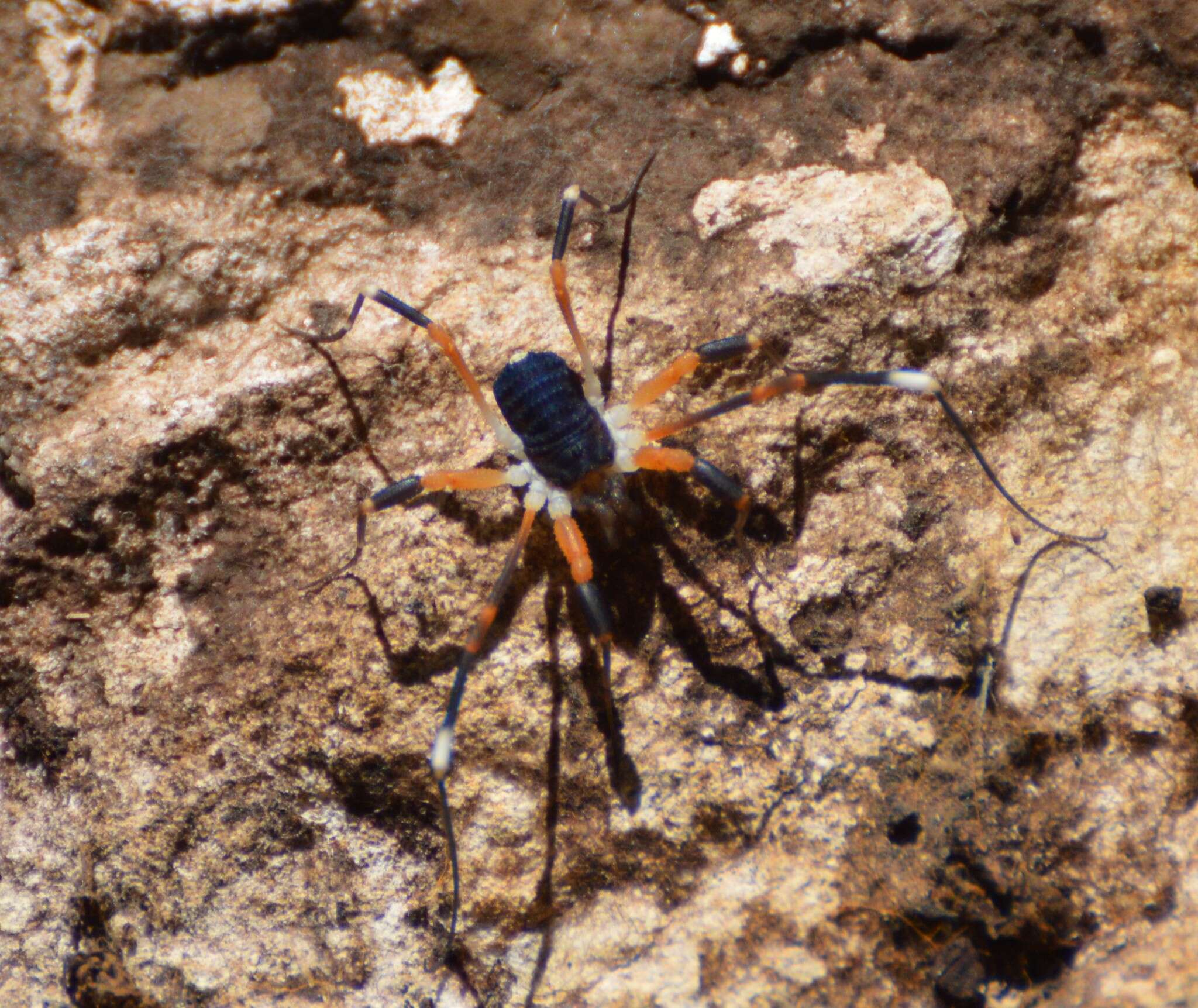 Image of Dalquestia formosa (Banks 1910)