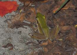 Image of Common Green Frog