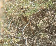 Image of Fat Sand Rat