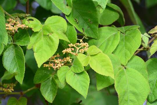 Image of Cissus microcarpa M. Vahl