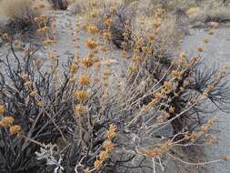 Image of scallopleaf sage