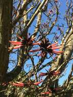 Слика од Erythrina pallida Britton