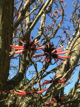 Plancia ëd Erythrina pallida Britton