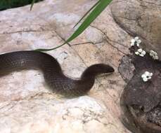 Image of Chiapan Stripeless Snake