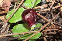 Plancia ëd Corybas recurvus D. L. Jones