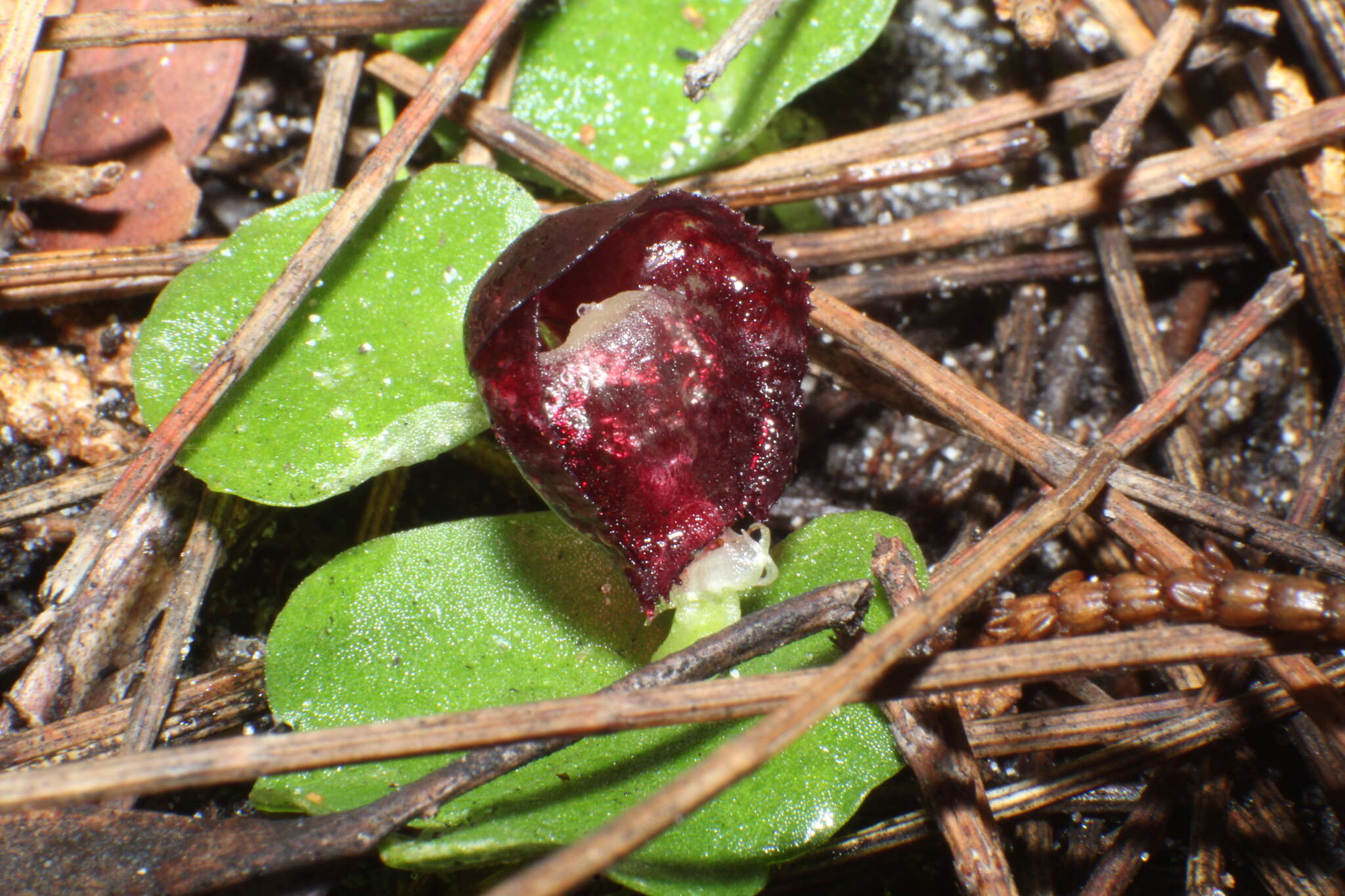 Plancia ëd Corybas recurvus D. L. Jones