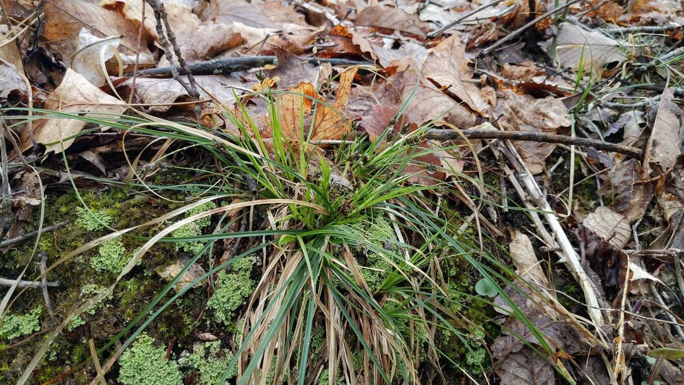 Image of black edge sedge