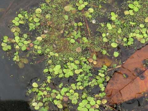 Image of Brazilian water meal