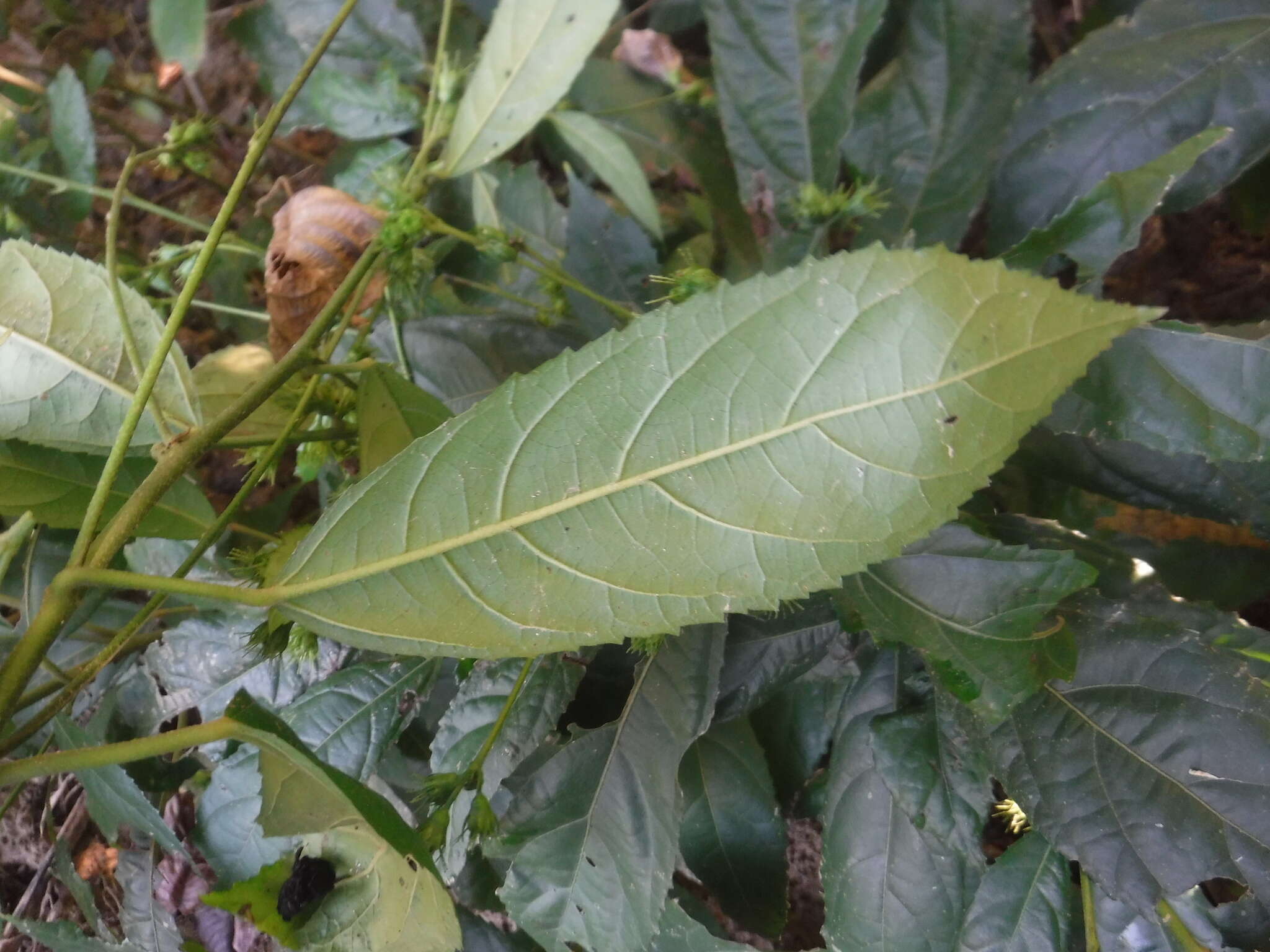 Image de Pavonia fruticosa (Mill.) Fawcett & Rendle