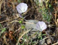 Image of annual checkerbloom